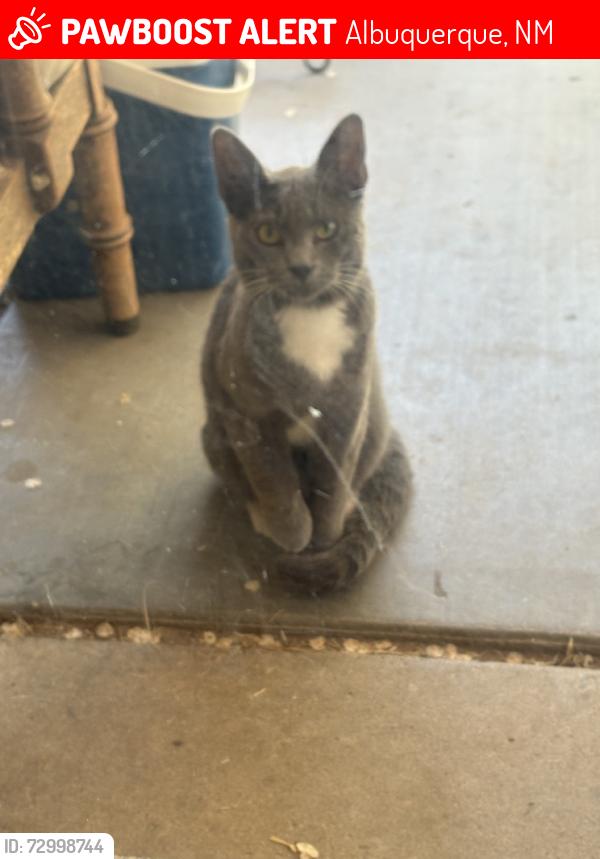 Lost Male Cat last seen Sandia, Guadalupe trail, Albuquerque, NM 87107