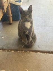 Lost Male Cat last seen Sandia, Guadalupe trail, Albuquerque, NM 87107
