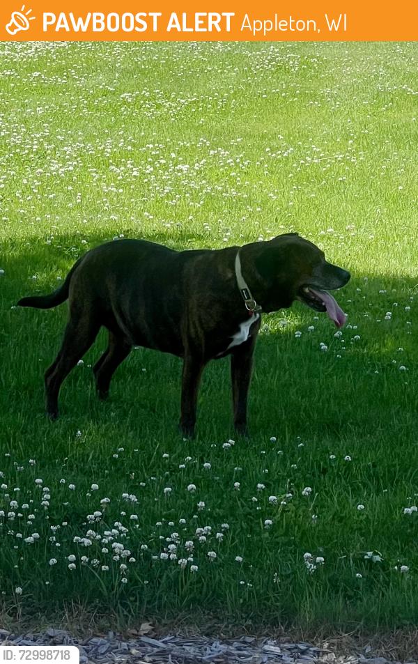 Found/Stray Male Dog last seen Hoover Ave and and Jefferson st, Appleton, WI 54915