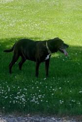 Found/Stray Male Dog last seen Hoover Ave and and Jefferson st, Appleton, WI 54915
