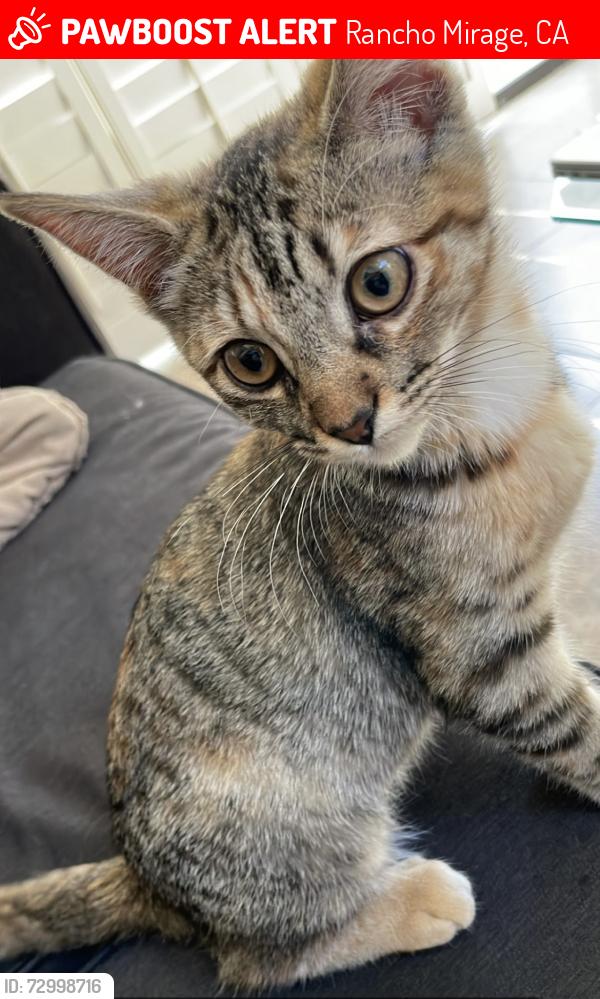 Lost Female Cat last seen Rancho Las Palmas and Bob Hope Dr , Rancho Mirage, CA 92270