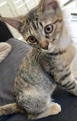 Lost Female Cat last seen Rancho Las Palmas and Bob Hope Dr , Rancho Mirage, CA 92270