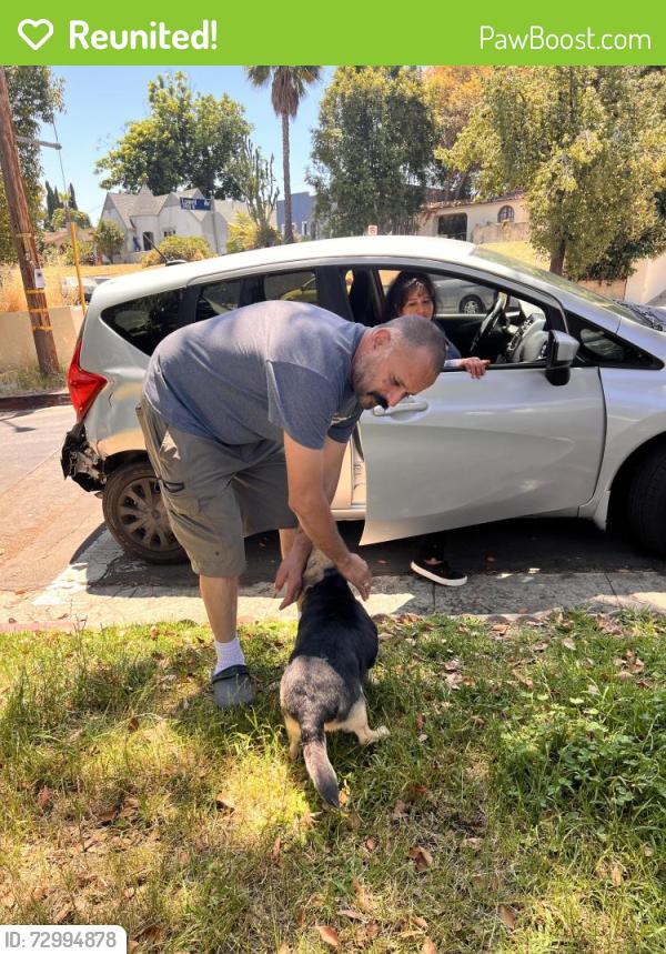 Reunited Female Dog last seen Lowell Ave and Keats, Los Angeles, CA 90032