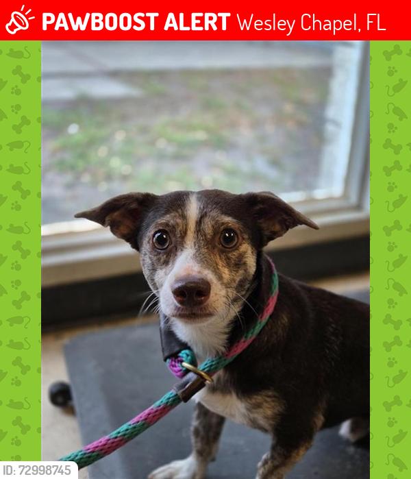 Lost Male Dog last seen Wendell Dr, Wesley Chapel FL, Wesley Chapel, FL 33544