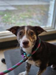 Lost Male Dog last seen Wendell Dr, Wesley Chapel FL, Wesley Chapel, FL 33544