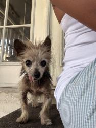 Lost Female Dog last seen Titus Ave & Philadelphia , Pomona, CA 91766