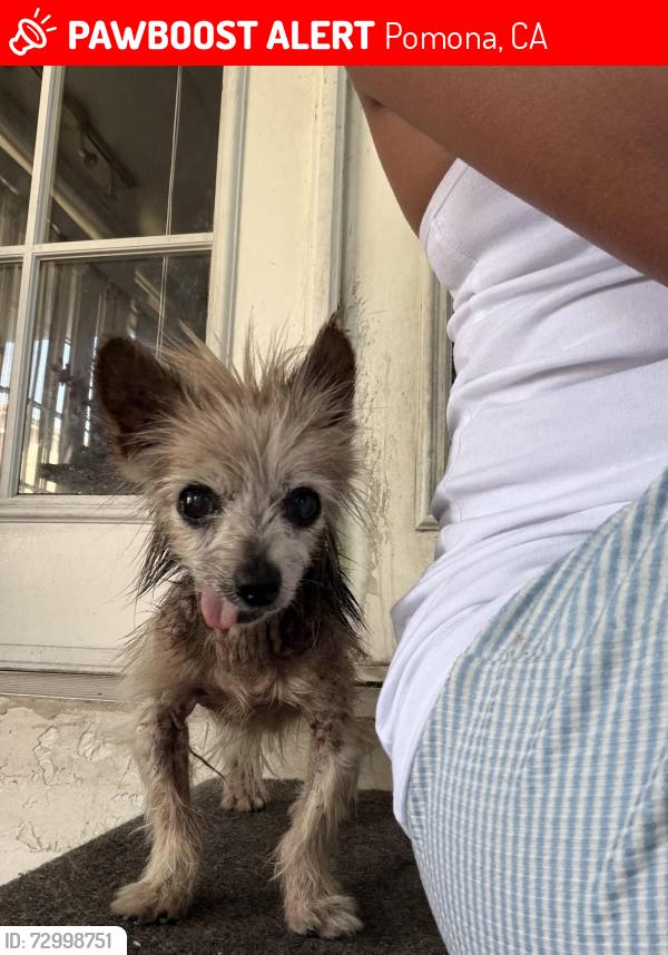 Lost Female Dog last seen Titus Ave & Philadelphia , Pomona, CA 91766