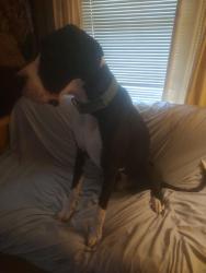 Found/Stray Unknown Dog last seen Bethania-rural hall, Rural Hall, NC 27045