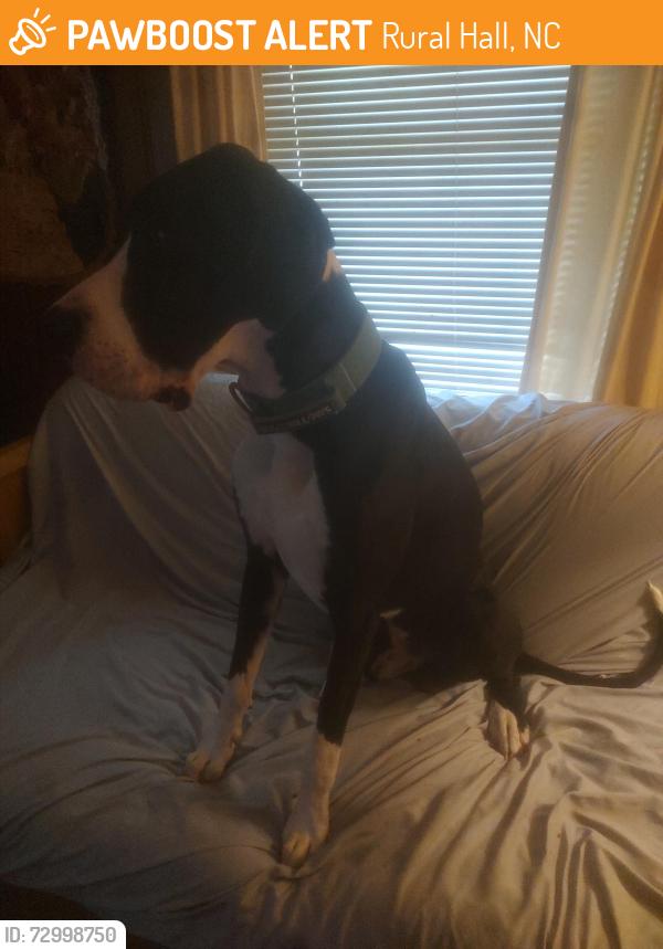 Found/Stray Unknown Dog last seen Bethania-rural hall, Rural Hall, NC 27045