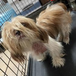 Shelter Stray Female Dog last seen , 2451 N Expressway 281, Edinburg, TX 78541, USA
