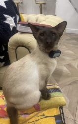 Lost Male Cat last seen Bargoed , Caerphilly County Borough, Wales CF81 8PH