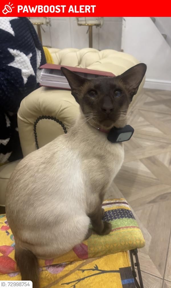Lost Male Cat last seen Bargoed , Caerphilly County Borough, Wales CF81 8PH