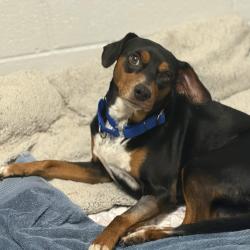 Shelter Stray Male Dog last seen , 328 Furman Hall Rd, Greenville, SC 29609, USA