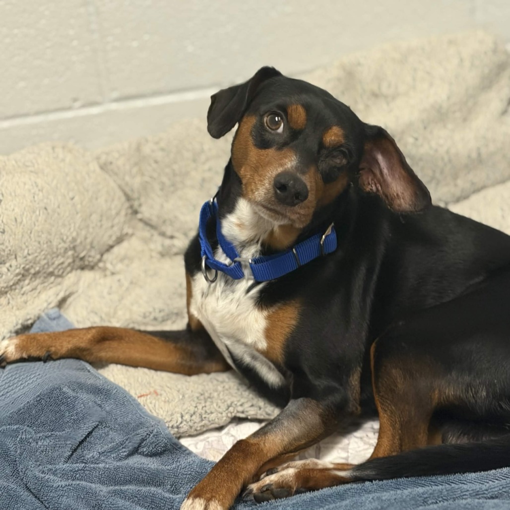 Shelter Stray Male Dog last seen , 328 Furman Hall Rd, Greenville, SC 29609, USA
