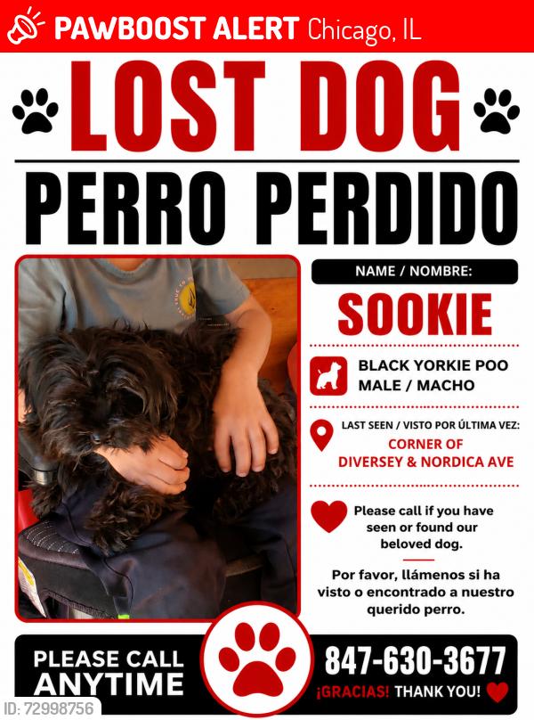 Lost Male Dog last seen Diversey Ave & Nordica Ave, Chicago, IL 60707