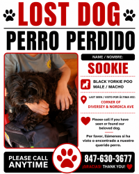 Lost Male Dog last seen Diversey Ave & Nordica Ave, Chicago, IL 60707