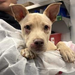 Shelter Stray Female Dog last seen , 328 Furman Hall Rd, Greenville, SC 29609, USA