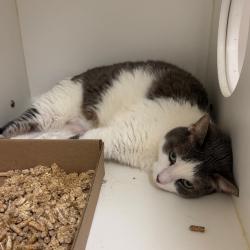 Shelter Stray Female Cat last seen , Animal Care & Control Team of Philly, 111 W Hunting Park Ave, Philadelphia, PA 19140, USA