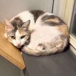 Shelter Stray Female Cat last seen , Animal Care & Control Team of Philly, 111 W Hunting Park Ave, Philadelphia, PA 19140, USA