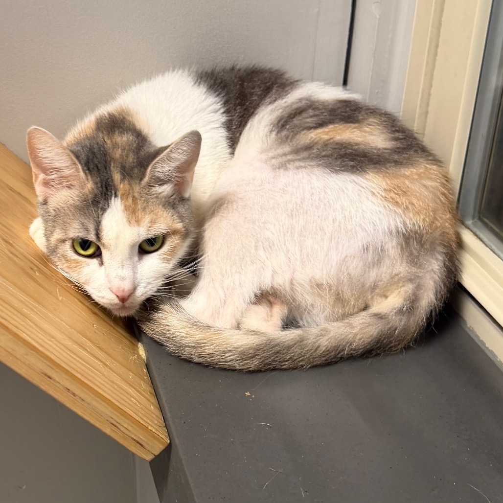 Shelter Stray Female Cat last seen , Animal Care & Control Team of Philly, 111 W Hunting Park Ave, Philadelphia, PA 19140, USA