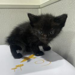 Shelter Stray Male Cat last seen , 3607 N Armenia Ave, Tampa, FL 33607, USA