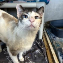 Shelter Stray Female Cat last seen , 8020 Washington St, Port Richey, FL 34668, USA