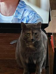 Lost Female Cat last seen Broussard and Hundreds oaks , Baton Rouge, LA 70808