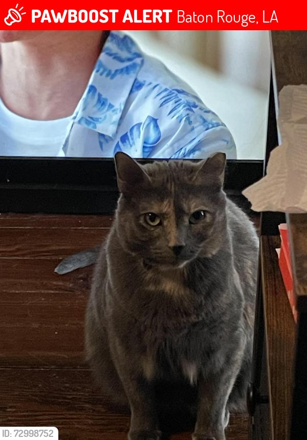 Lost Female Cat last seen Broussard and Hundreds oaks , Baton Rouge, LA 70808