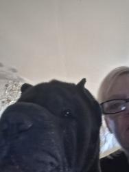 Lost Male Dog last seen Luna rd and cardinal rd, Victorville, CA 92392