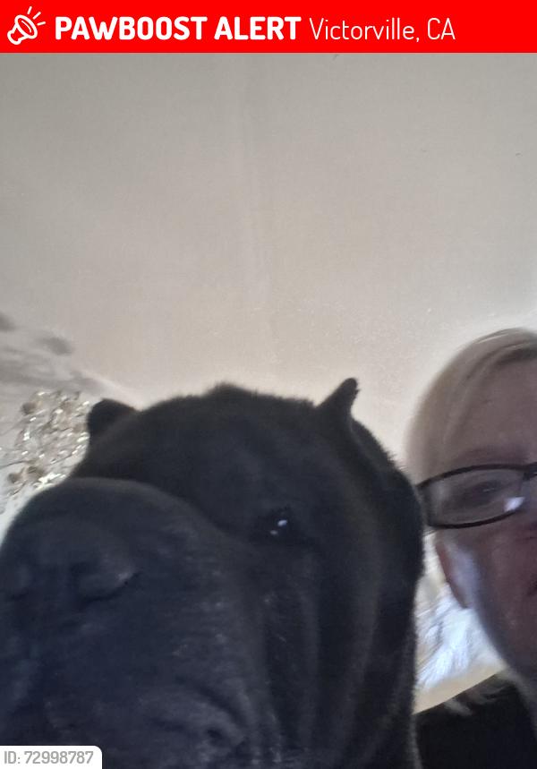 Lost Male Dog last seen Luna rd and cardinal rd, Victorville, CA 92392