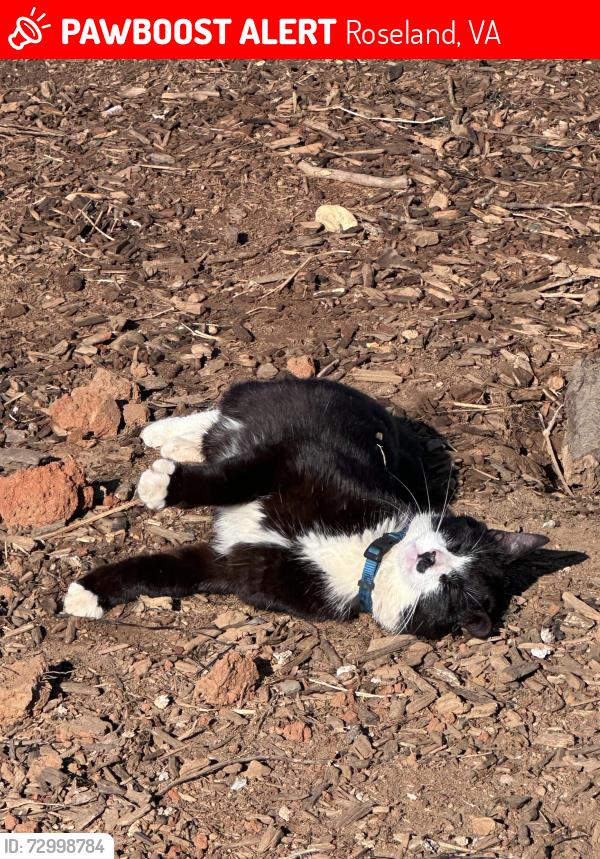 Lost Male Cat last seen Bryant’s Cidery, Roseland, VA 22967