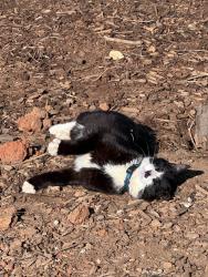 Lost Male Cat last seen Bryant’s Cidery, Roseland, VA 22967
