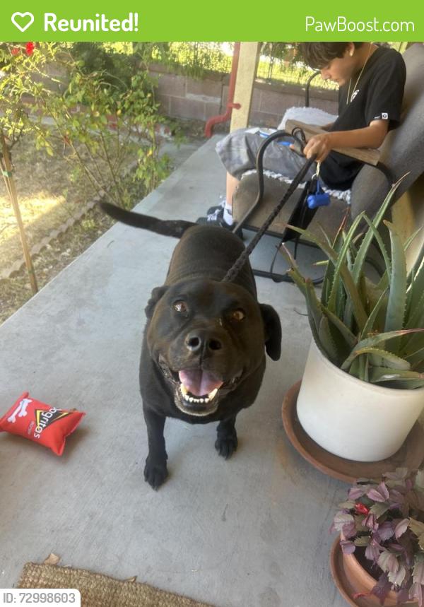 Reunited Male Dog last seen Hawthorne, CA, USA, Hawthorne, CA 90250