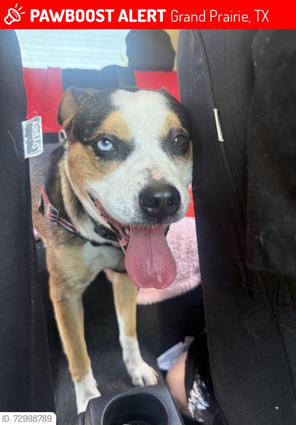 Lost Male Dog last seen by marshall st in grand prairie , Grand Prairie, TX 75051