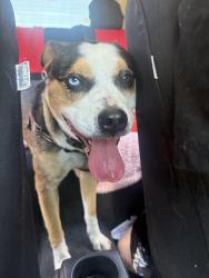 Lost Male Dog last seen by marshall st in grand prairie , Grand Prairie, TX 75051