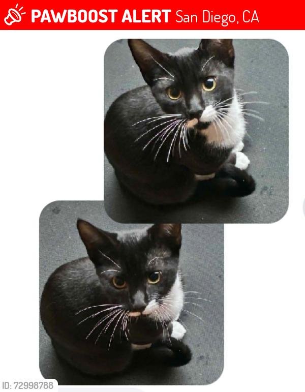 Lost Male Cat last seen Massachusetts , San Diego, CA 92114