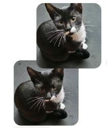 Lost Male Cat last seen Massachusetts , San Diego, CA 92114