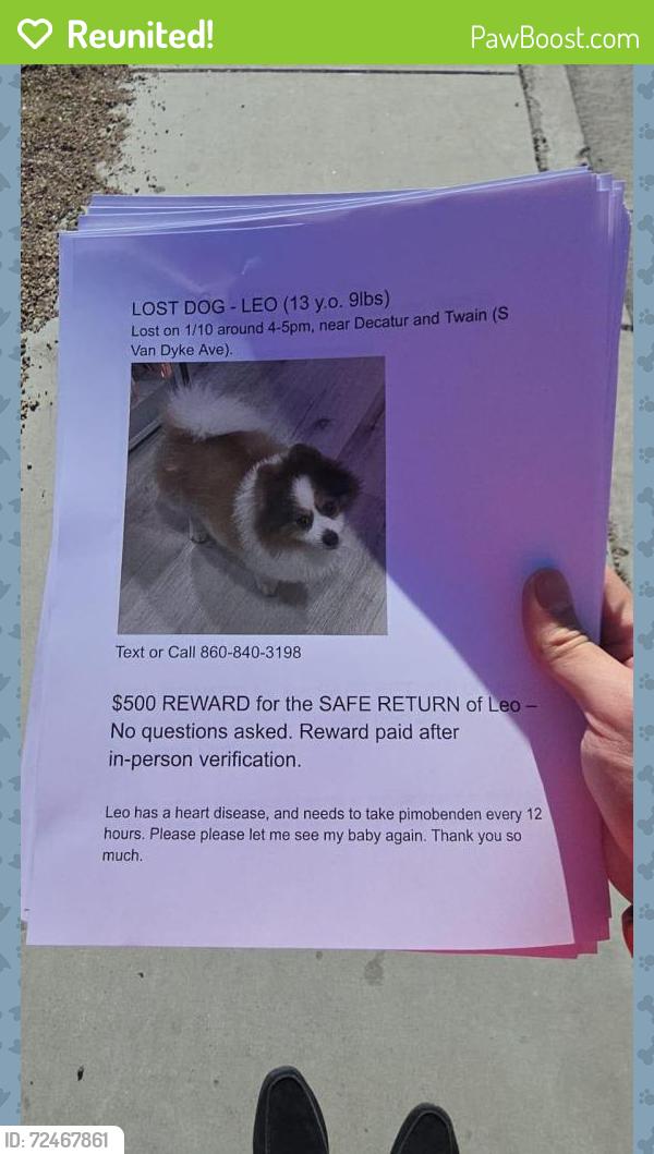 Reunited Male Dog last seen Decatur and twain, Paradise, NV 89103