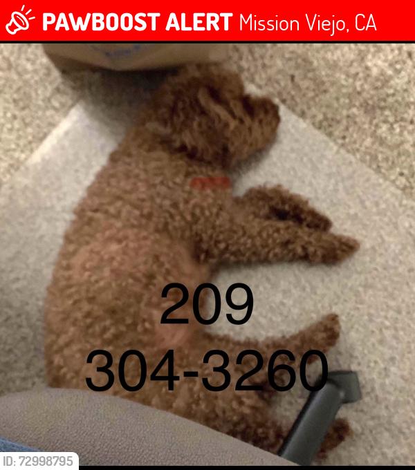 Lost Female Dog last seen La Mancha & Salinas , Mission Viejo, CA 92691