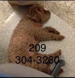 Lost Female Dog last seen La Mancha & Salinas , Mission Viejo, CA 92691