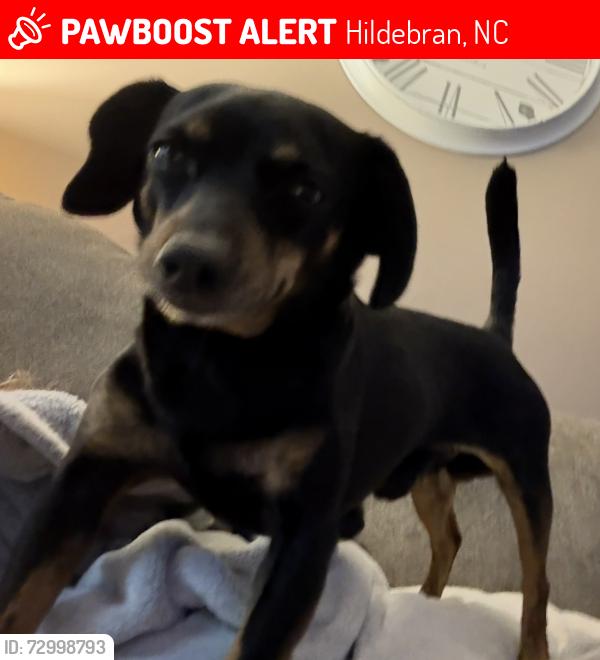 Deceased Male Dog last seen Bailey Rd, Hildebran, NC 28637