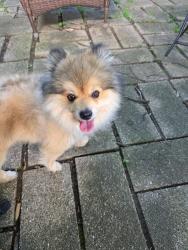 Found/Stray Male Dog last seen 46th St and Emerson, Indianapolis, IN 46226