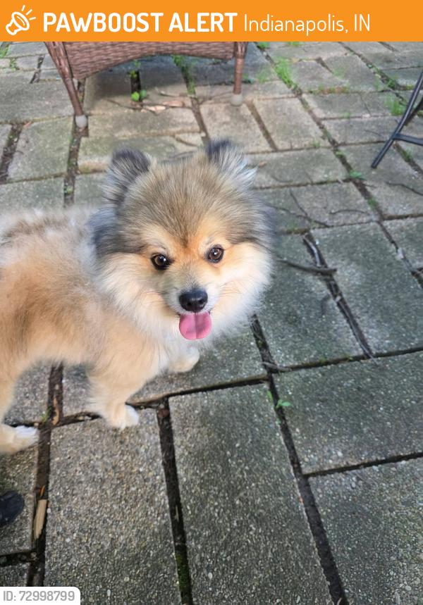 Found/Stray Male Dog last seen 46th St and Emerson, Indianapolis, IN 46226