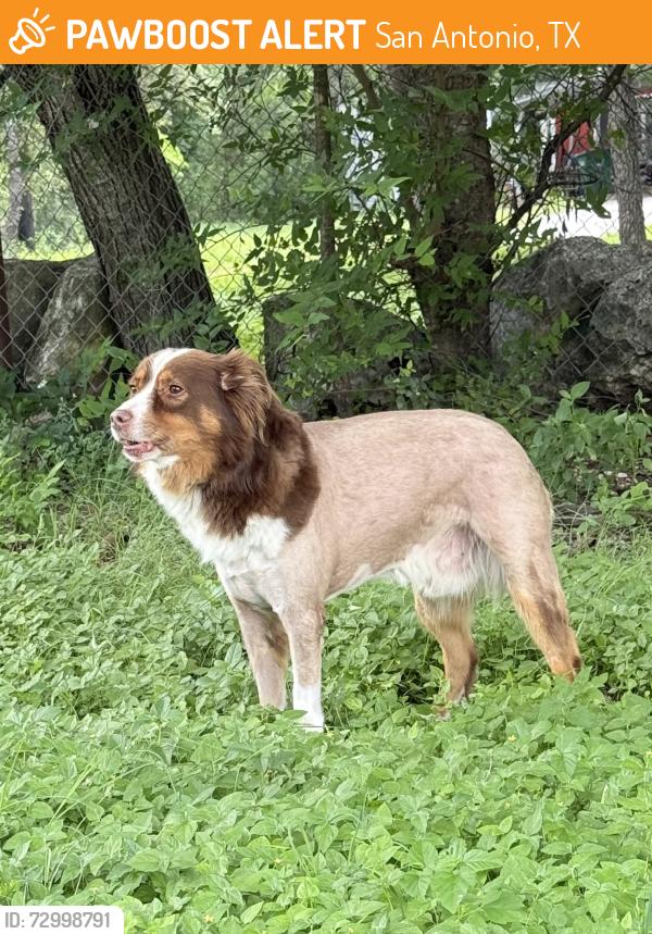 Found/Stray Male Dog last seen Rogers road, Mountain View Acres neighborhood, San Antonio, TX 78251