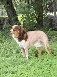 Found/Stray Male Dog last seen Rogers road, Mountain View Acres neighborhood, San Antonio, TX 78251