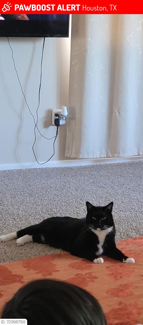 Lost Male Cat last seen Maple Oak Drive , Houston, TX 77066
