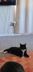 Lost Male Cat last seen Maple Oak Drive , Houston, TX 77066