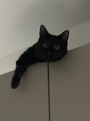 Lost Female Cat last seen Clive street, , Wales CF11