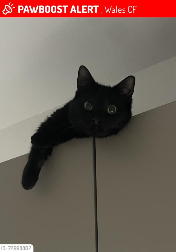 Lost Female Cat last seen Clive street, , Wales CF11