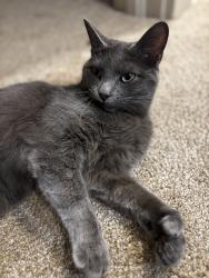 Lost Female Cat last seen Route 115, Buckingham, IL 60917